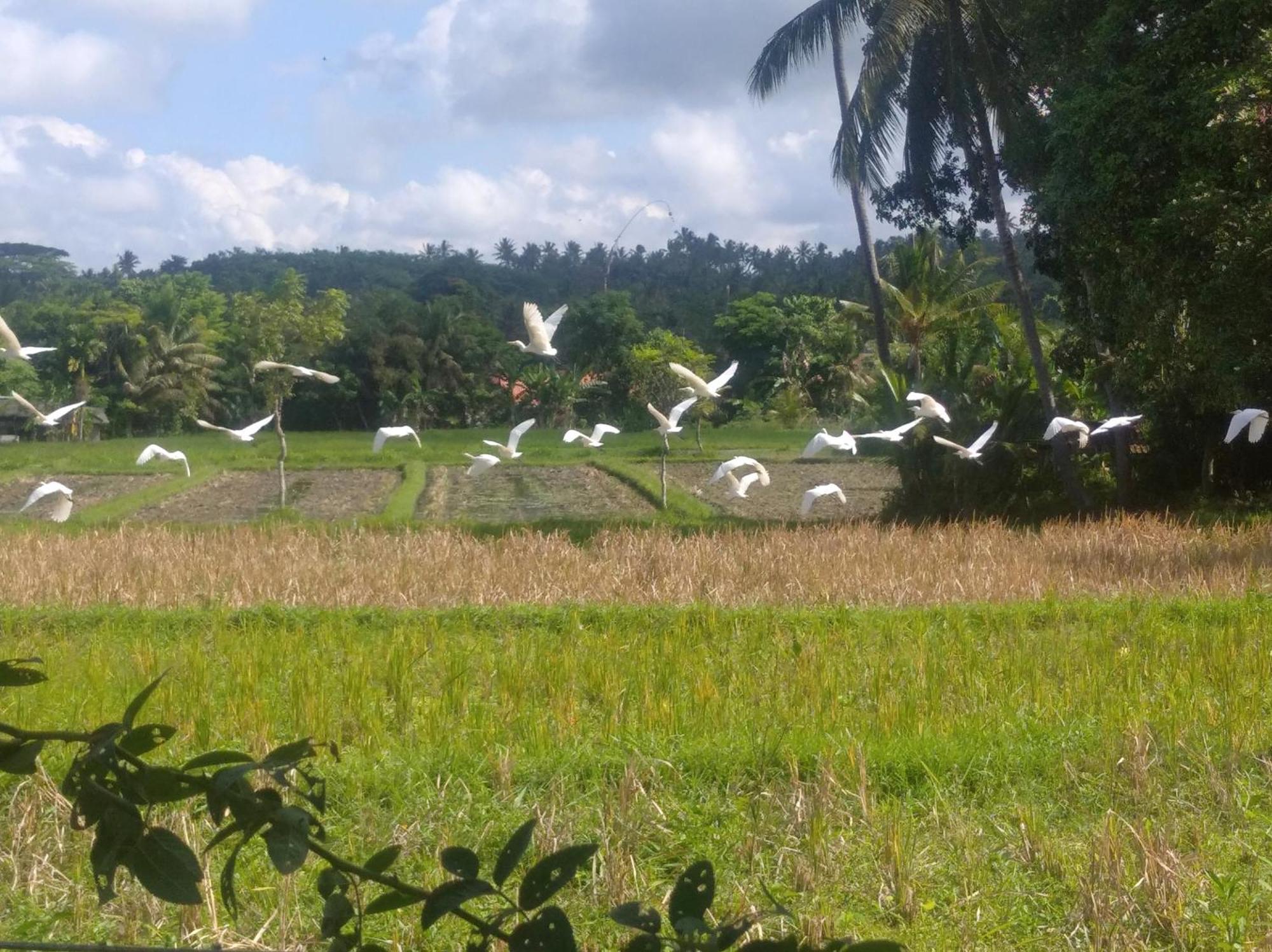 Wooden Kemiren Homestay Banyuwangi Banyuwangi  Dış mekan fotoğraf